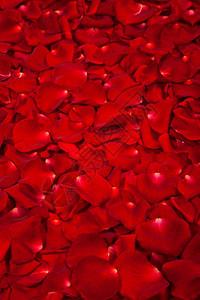 美丽的红玫瑰花瓣背景图片