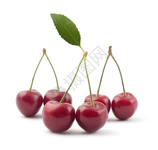 樱桃树苗描述背景