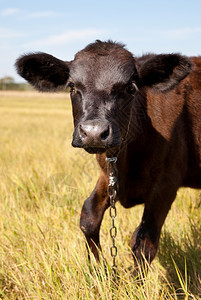 蓝天草地背景上的牛图片