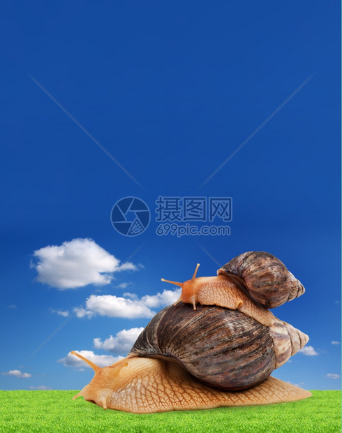 两只棕色蜗牛蓝底被孤立图片