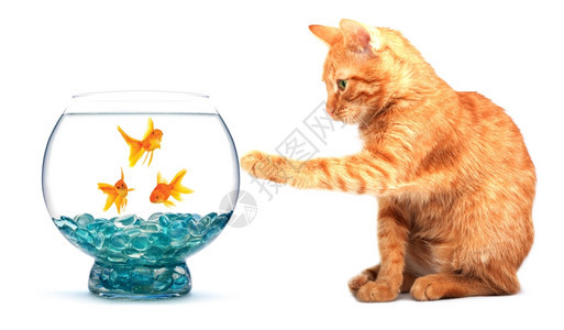 与白底孤立的金鱼玩猫图片