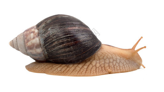 白色背景的一只棕蜗牛图片