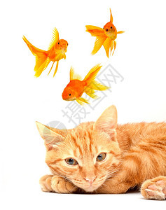 可爱的猫和金鱼图片