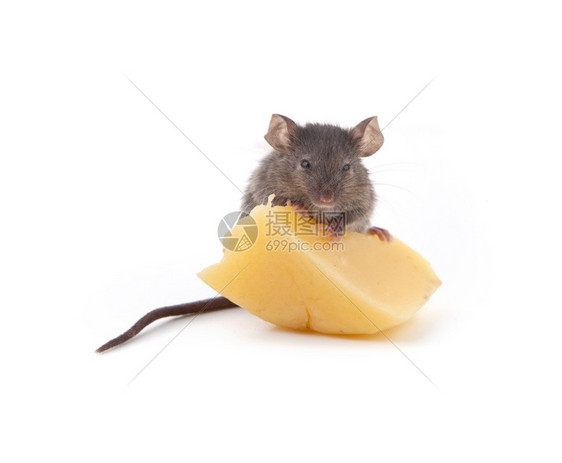 一只在吃奶酪的老鼠图片