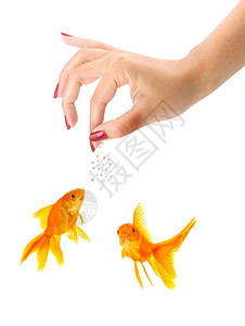 以白种背景孤立的金鱼喂养妇女图片