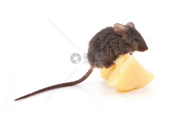 一只在吃奶酪的老鼠图片