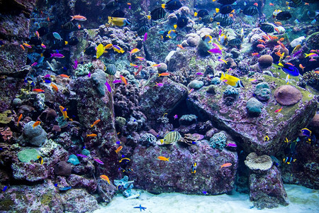 水族馆珊瑚礁上的鱼类照片图片