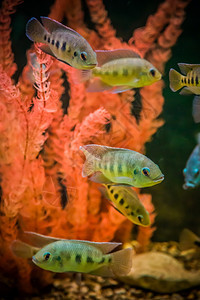 水族馆中美丽的动物鱼图片