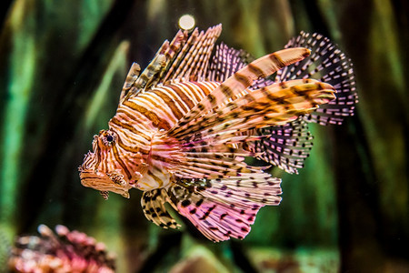 水族馆中美丽的动物鱼图片