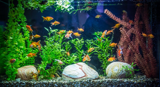 绿色美丽的人造林热带淡水族馆和鱼图片素材