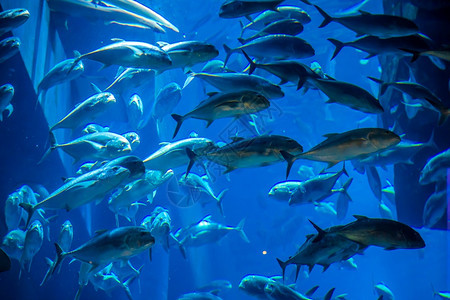 水族馆珊瑚礁上的鱼类照片图片