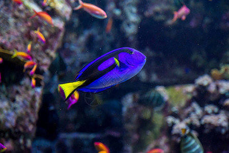 水族馆珊瑚礁上的鱼类照片图片