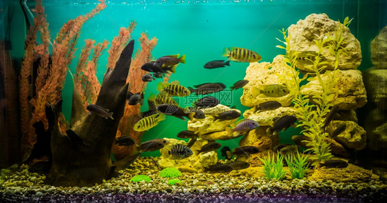 绿色美丽的人造林热带淡水族馆和鱼图片