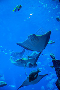 水族馆珊瑚礁上的鱼类照片图片