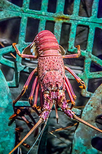 水族馆内的龙虾图片