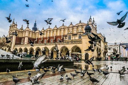 在克拉科夫老城有很多鸽子市场广图片