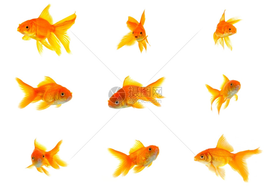 白色背景上分离的金鱼集图片