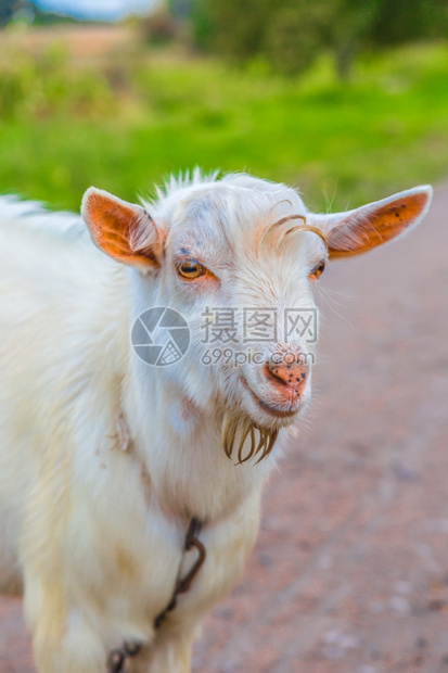 在绿草地上吃草的山羊肖像图片