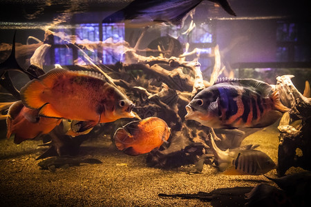 淡水族馆中热带比拉哈鱼的沼泽图片