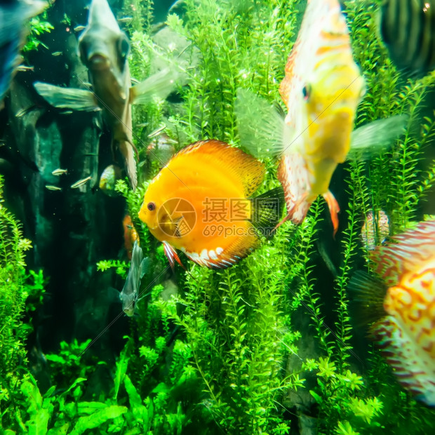 海洋中的鱼或水族馆图片