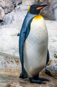 南极生活的动物企鹅图片