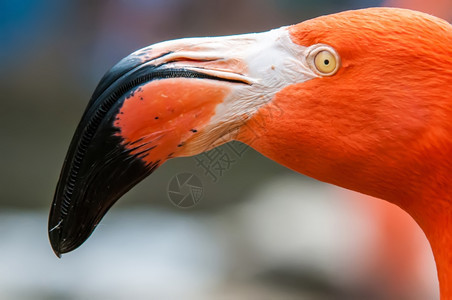 动物园的粉红火烈鸟图片