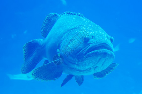 捕食潜水器的巨型群鱼图片