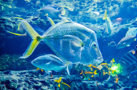 海洋中的鱼或水族馆图片