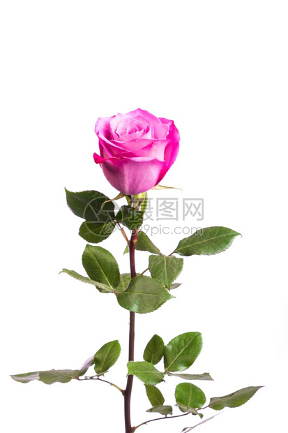 白色背景的一朵新粉红玫瑰图片