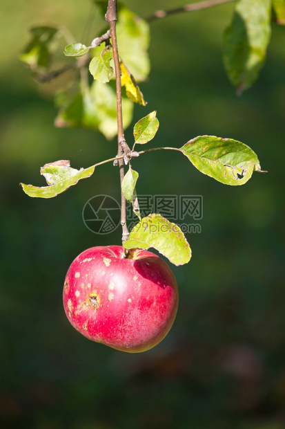 树上的单红色苹果垂直视图图片