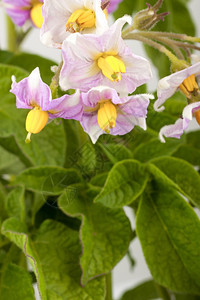紫色的土豆花图片