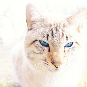 蓝眼白猫图片
