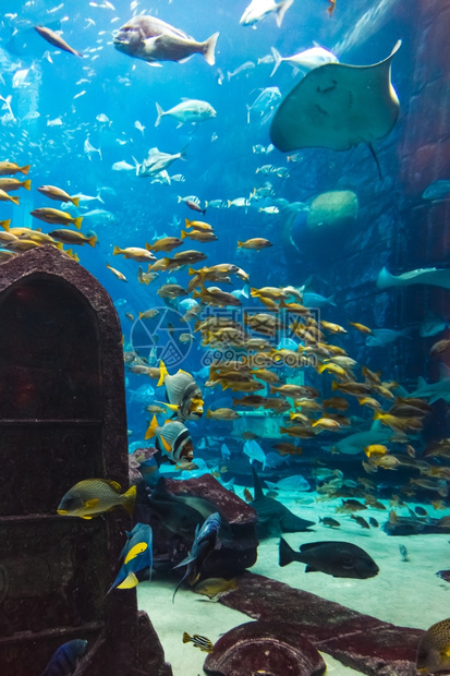 水族馆珊瑚礁上的鱼类照片图片