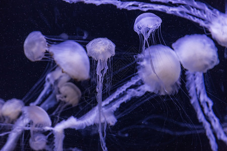 温石棉是一种生活在太平洋的常见自由漂浮双环磷通常称为太平洋海网或西岸图片