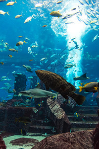 水族馆珊瑚礁上的鱼类照片图片