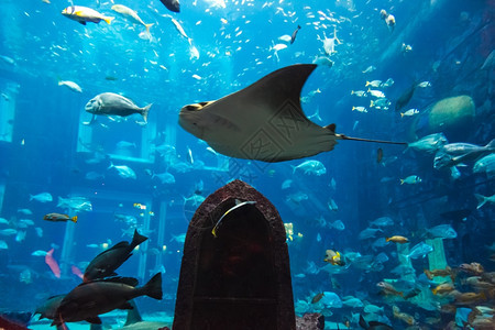 水族馆珊瑚礁上的热带鱼类照片图片