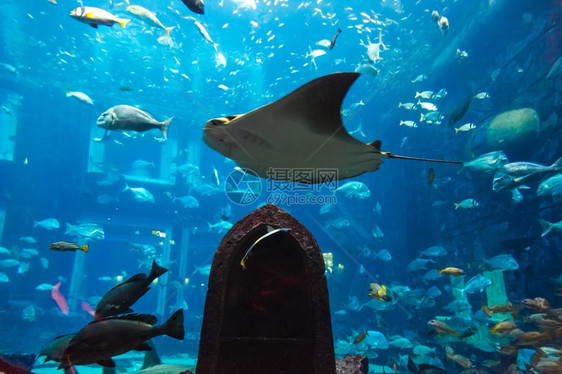 水族馆珊瑚礁上的热带鱼类照片图片