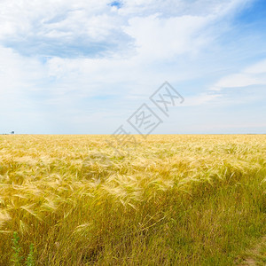天空下的小麦田图片