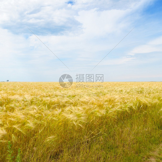 天空下的小麦田图片