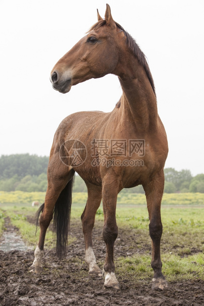 棕色马匹站在草地上尖刺的耳朵图片