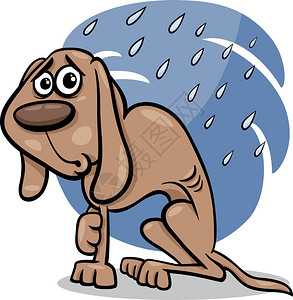 雨中贫穷流浪狗图片