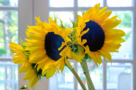 3朵太阳花瓶里有3朵太阳花在室内桌子上的花瓶里图片