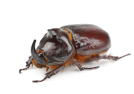 白色背景上孤立的犀牛甲虫高清图片