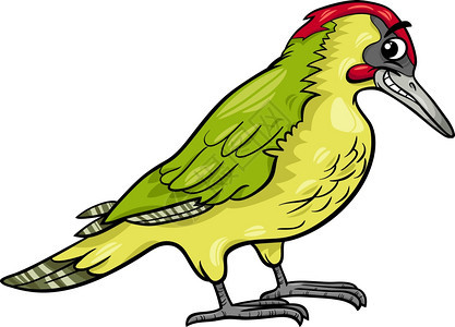 有趣动物啄木鸟插图图片
