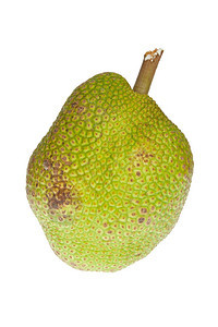 白色背景上孤立的Jackfruit图片
