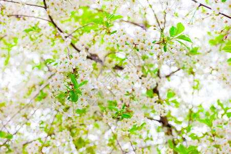 开花的樱桃树整个春天都开花图片