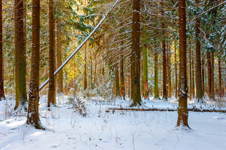 寒冬的俄罗斯森林图片