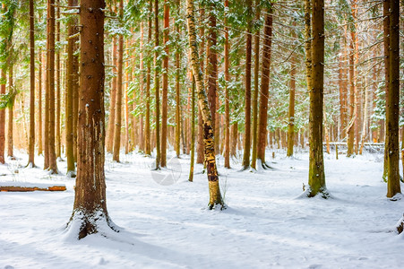美丽的冬季森林图片