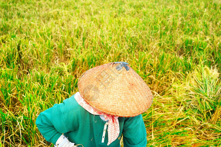 在巴厘岛的稻田上工作图片