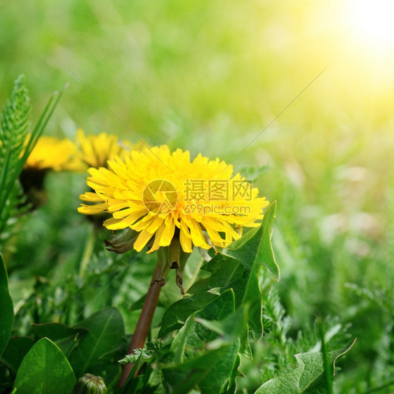 绿草地上的黄花图片